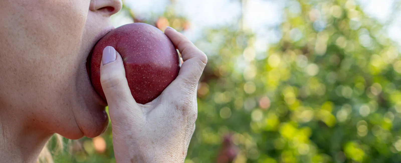 Close-up of a person biting into a red apple in a sunny orchard with green leaves in the background