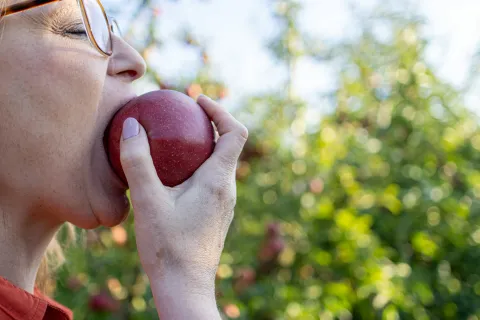 Close-up of a person biting into a red apple in a sunny orchard with green leaves in the background